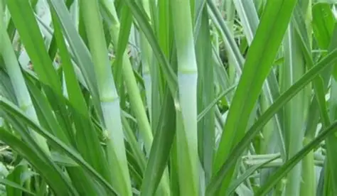 rumput pakchong tinggi nutrisi