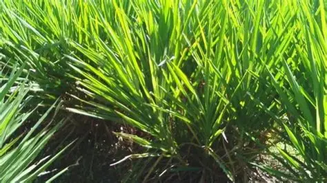 rumput hijauan alternatif pakan