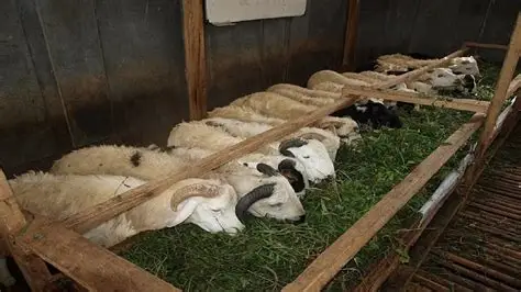 hijauan sumber energi ternak