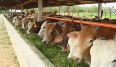 hijauan nutrisi tinggi ruminansia