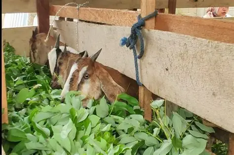 hijauan nutrisi lengkap ternak