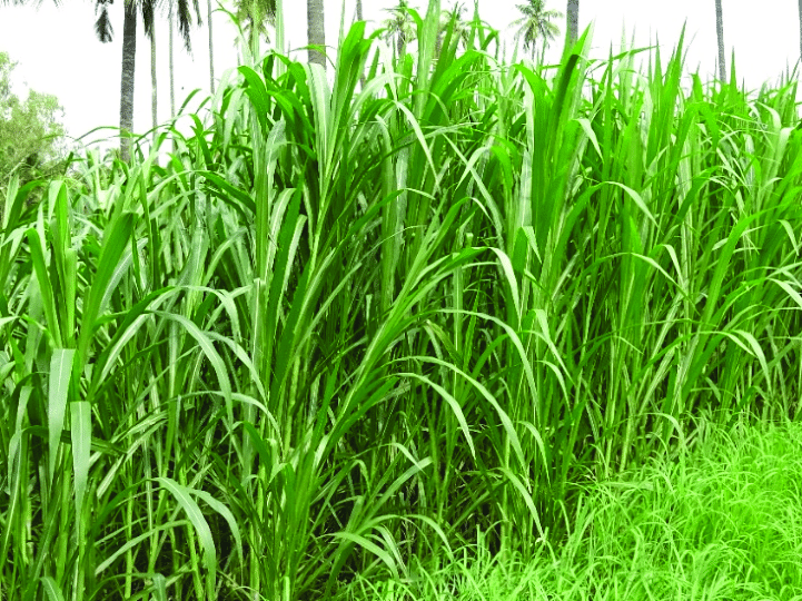 rumput pakchong pakan sapi