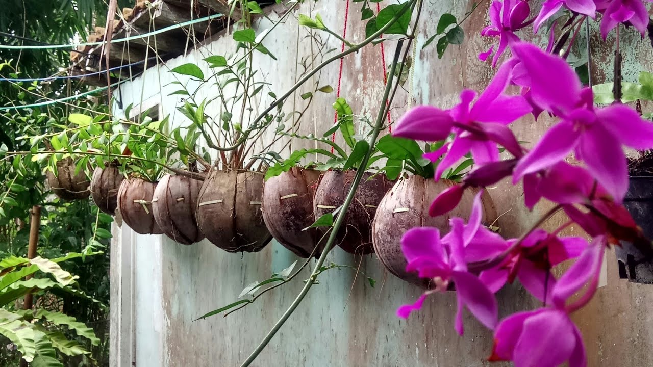 Sabut kelapa sebagai bahan pengisi tanaman gantung