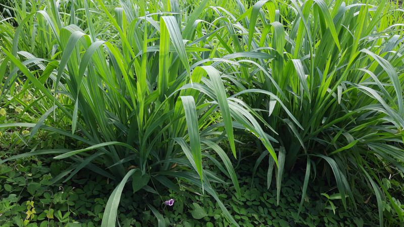 rumput setaria untuk kambing