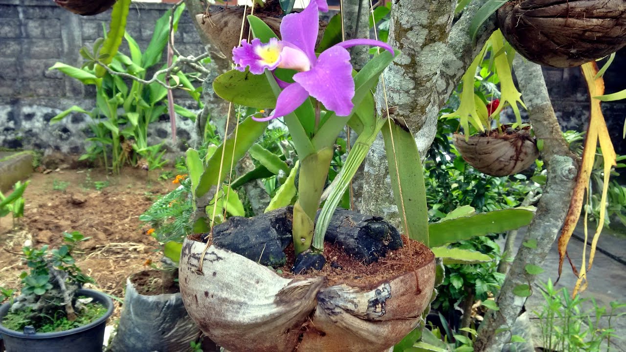 Solusi alami pengisi pot tanaman gantung