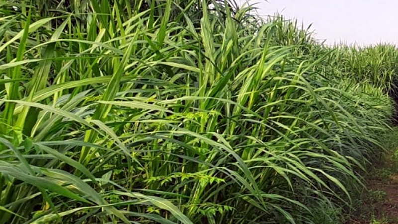 rumput alternatif musim kemarau