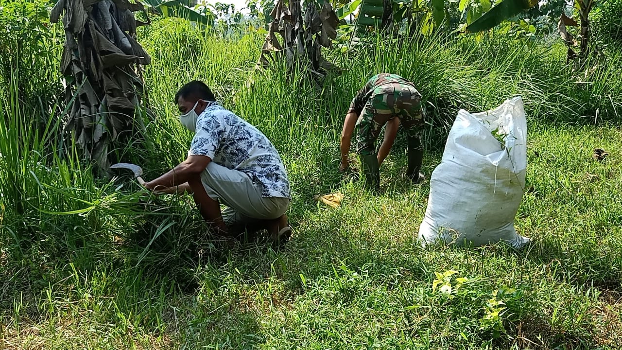 pakan rumput biaya rendah