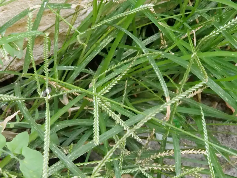 rumput lembut palatabel ternak