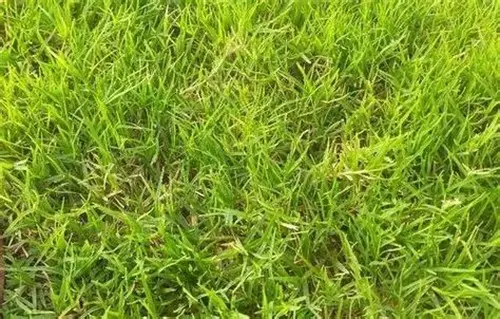 hijauan pendukung produksi susu