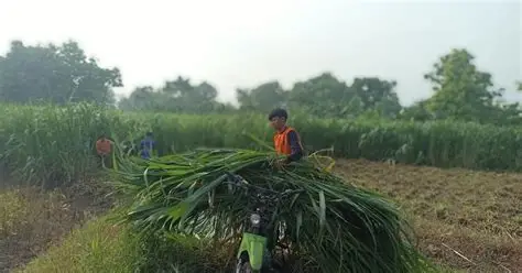 penyedia hijauan berkualitas peternak