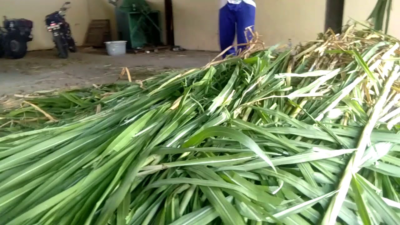 pakan rumput mudah dicerna