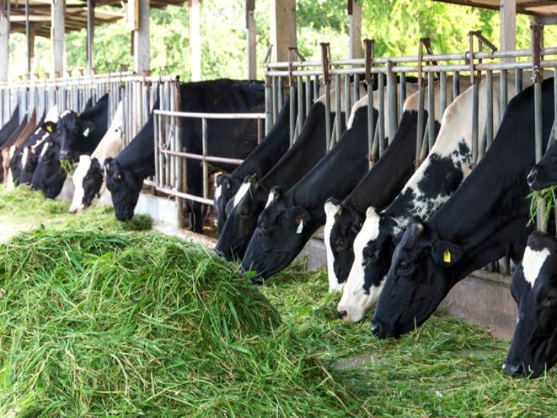 kebutuhan hijauan ternak