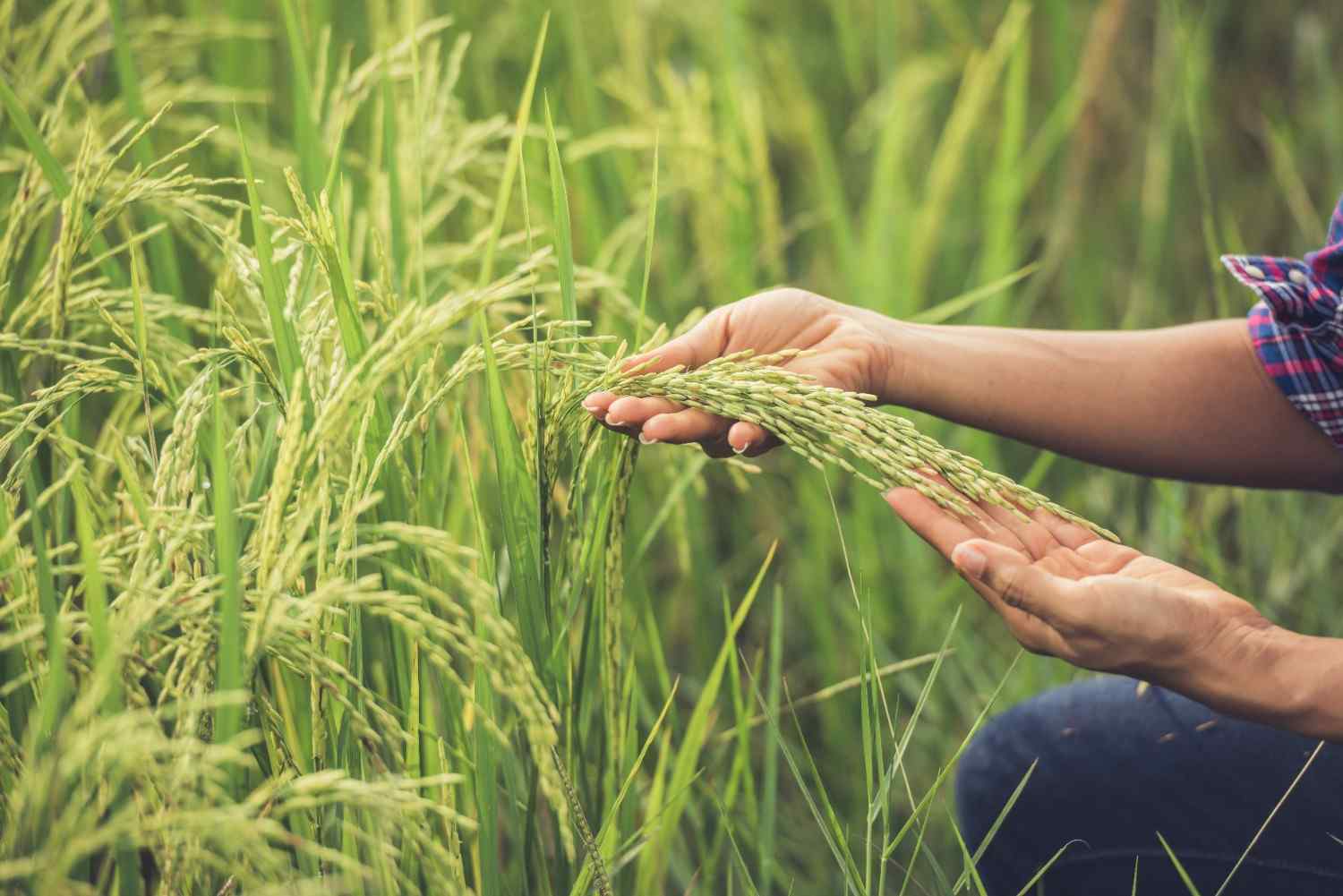 Manfaat dari Mesin Cultivator