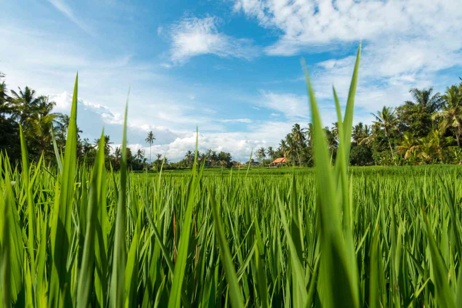 keunggulan mesin perontok padi otomatis