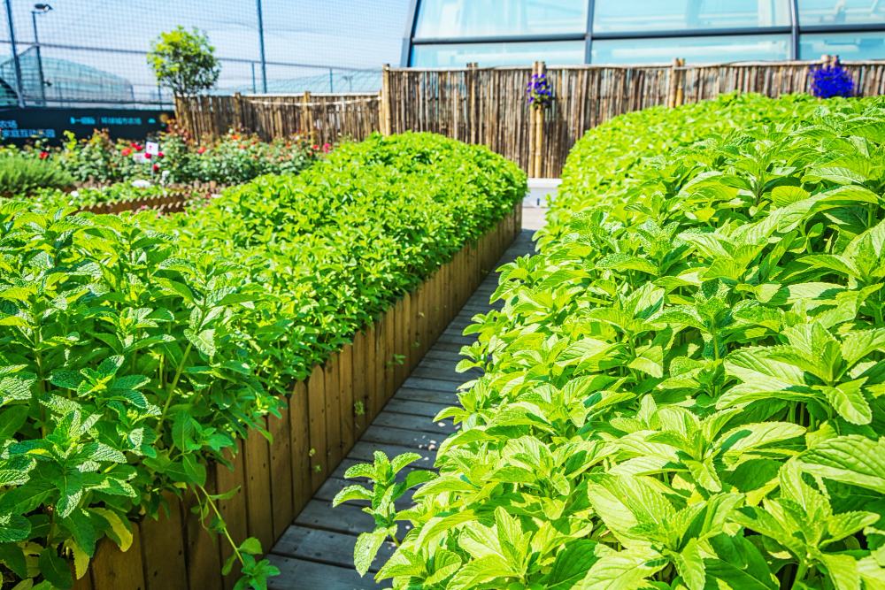 Keunggulan Greenhouse untuk Hortikultura