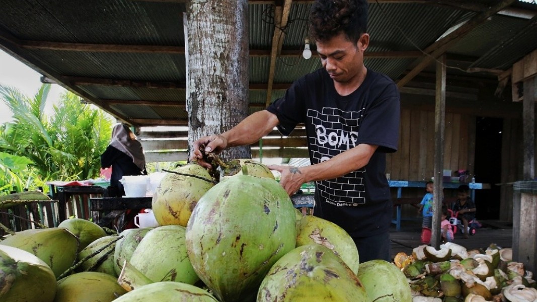 Usaha Kelapa Muda Modern yang Menjanjikan