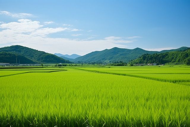 sawah