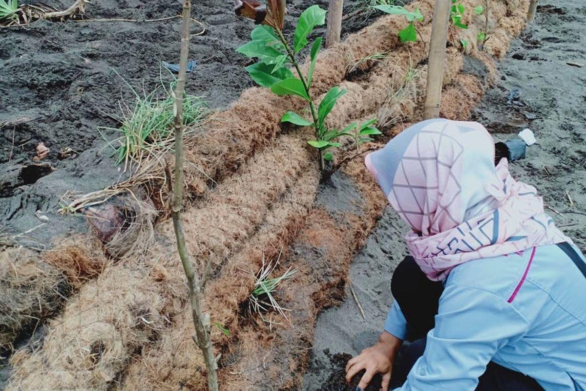cocomesh membantu pertumbuhan vegetasi alami