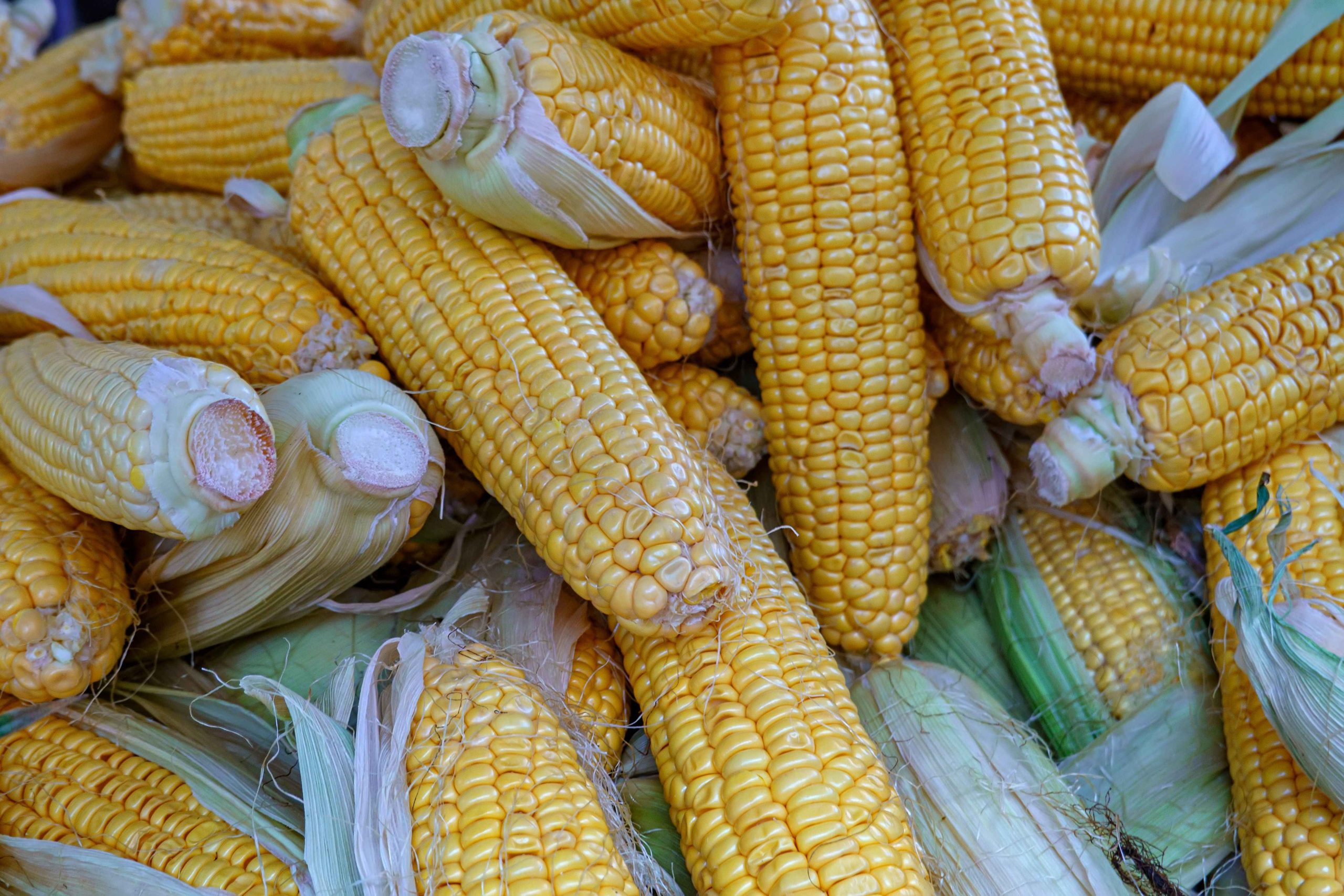 varietas jagung pakan ternak