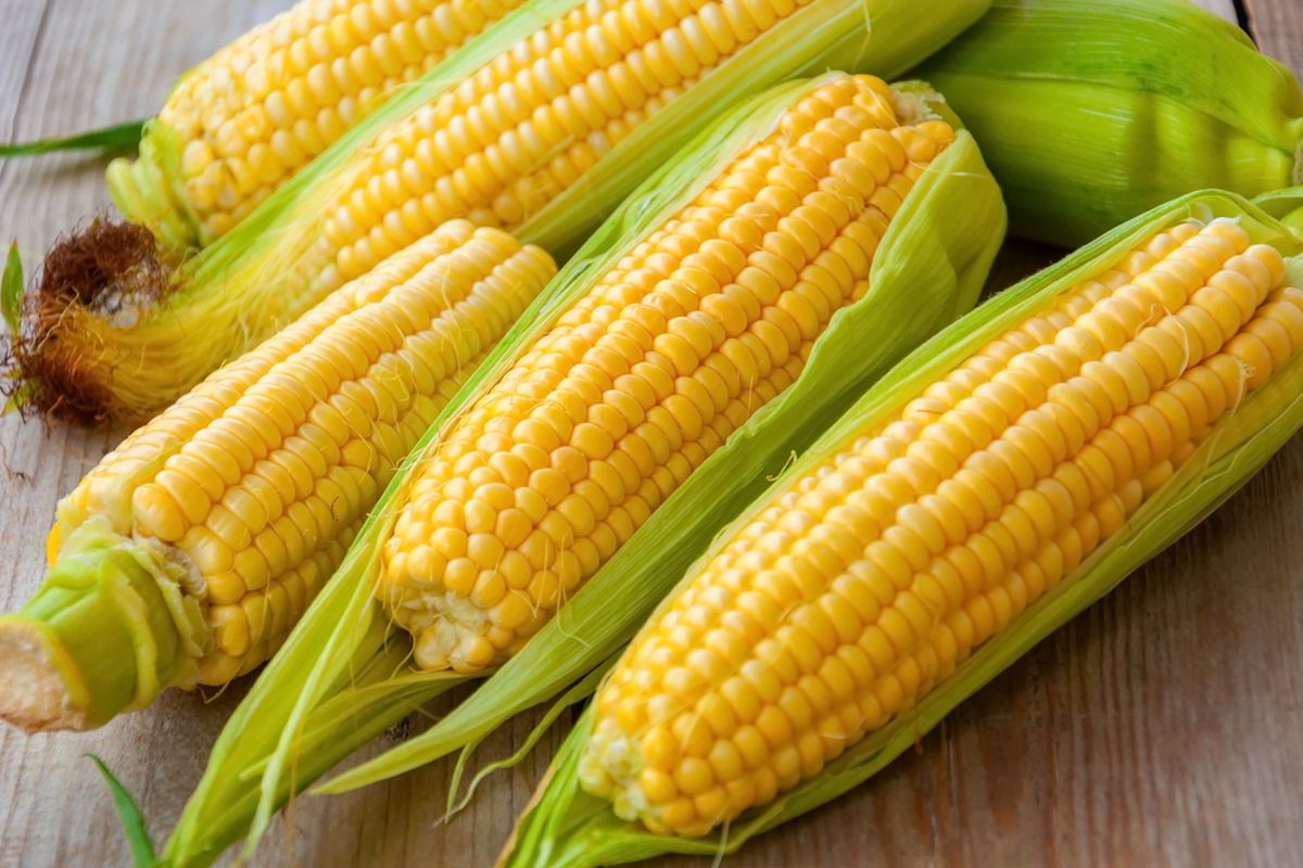 cara meminimalkan biji jagung pecah saat pemipilan